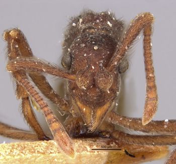Media type: image;   Entomology 21132 Aspect: head frontal view